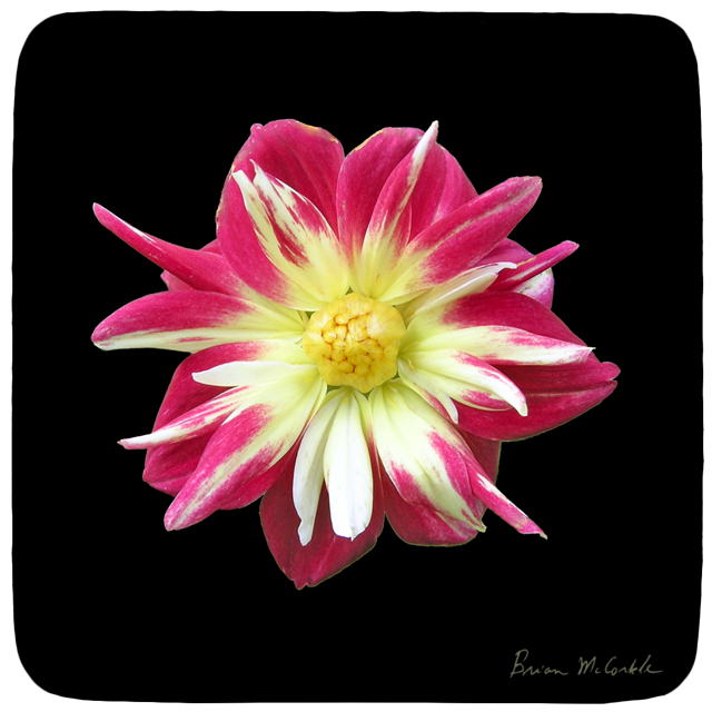 (image for) Hibiscus 4 Black